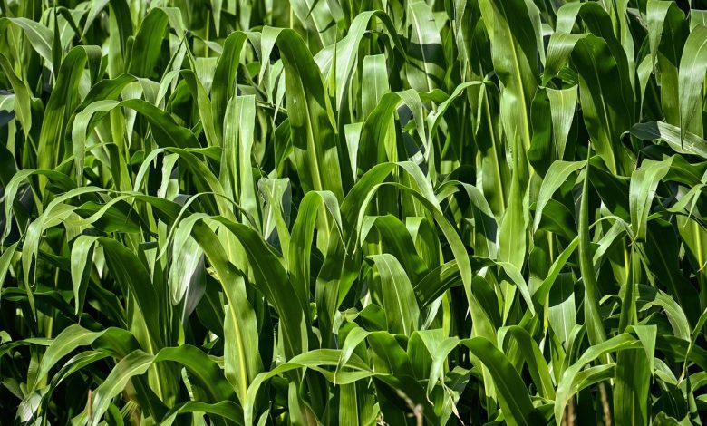 corn, cornfield, nature, agriculture, field, landscape, corn plants, plant, rural