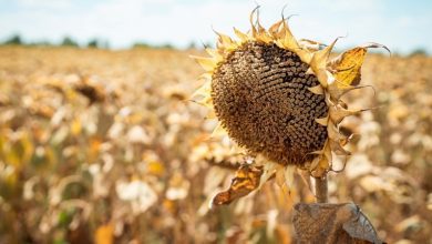 Потужності з переробки соняшнику в Україні у 2024/25 МР завантажені лише на 63%