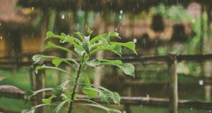 green plant