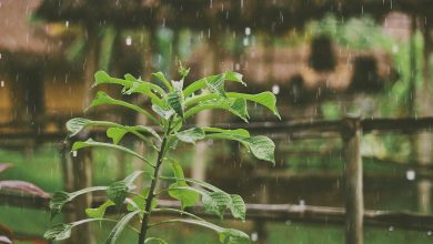 green plant