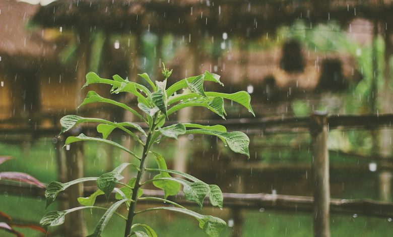 green plant