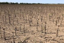 В Україні прогнозують неврожай соняшника-2025: чому ціни не злетять, попри дефіцит