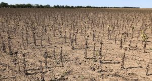 В Україні прогнозують неврожай соняшника-2025: чому ціни не злетять, попри дефіцит