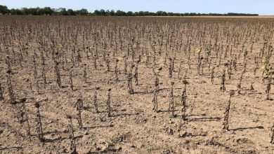 В Україні прогнозують неврожай соняшника-2025: чому ціни не злетять, попри дефіцит