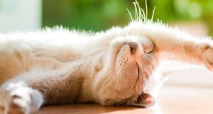 Спека до +37°C та місцеві грози: яка погода чекає Україну 15 липня