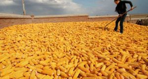 В Україні підвищили прогноз урожаю кукурудзи