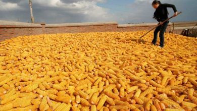 В Україні підвищили прогноз урожаю кукурудзи