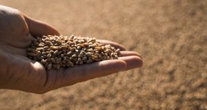 USDA знизило прогноз врожаю української пшениці