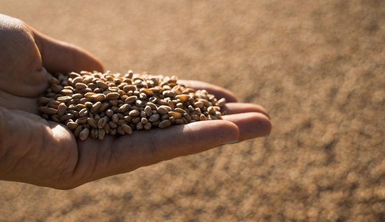 USDA знизило прогноз врожаю української пшениці