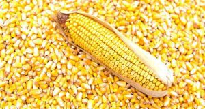 Китай збільшує попит на пшеницю для кормів