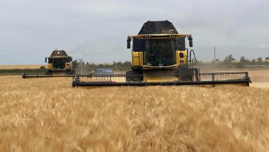 На Сумщині стартували жнива ранніх зернових