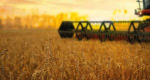 Україна зібрала понад 2,6 млн тонн ранніх зернових