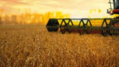 Україна зібрала понад 2,6 млн тонн ранніх зернових