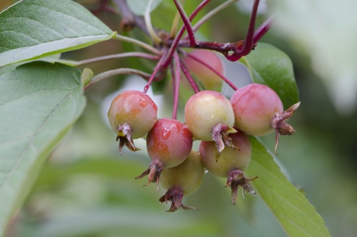 crab apples, august, apples, green apple, crab apples, crab apples, crab apples, crab apples, crab apples, august, august, august, august, august