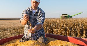 Аграрії втрачають спрощену систему оподаткування через військові облігації