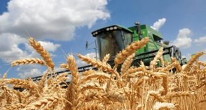 аграрії зібрали понад 15 млн тонн врожаю зернових