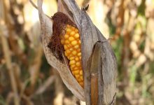 sweet corn, drought, nature, yellow