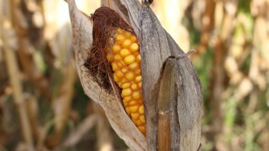 sweet corn, drought, nature, yellow