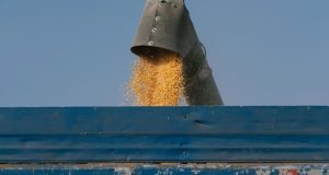 Росія вивезла 2,5 млн тонн пшениці з окупованих територій України