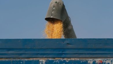 Росія вивезла 2,5 млн тонн пшениці з окупованих територій України