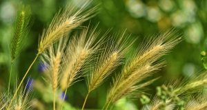 foxtail barley, grass, weed, wild, perennial, nature, weed, weed, weed, weed, weed