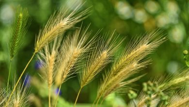 foxtail barley, grass, weed, wild, perennial, nature, weed, weed, weed, weed, weed
