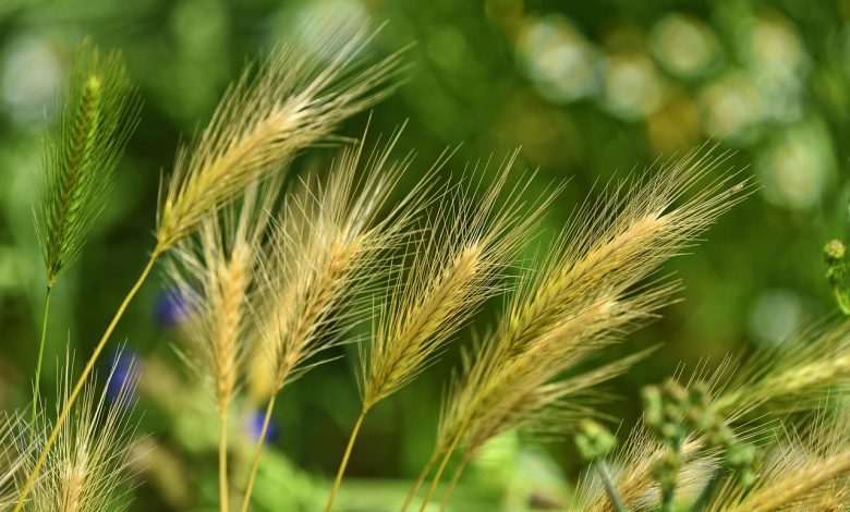 foxtail barley, grass, weed, wild, perennial, nature, weed, weed, weed, weed, weed