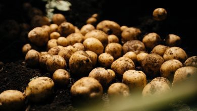 Офіційна статистика щодо картоплі в Україні виявилась фікцією