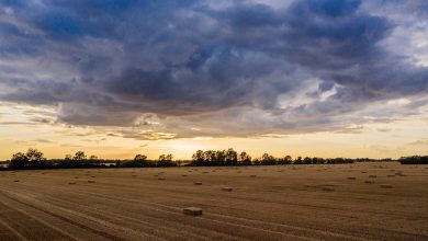 agriculture, europe, poland, farm, nature, farmland, land, agro, field, aerial, drone, wheat, farming, sunset, crop, countryside, rural, natural, plant, ecology, organic, brown wheat