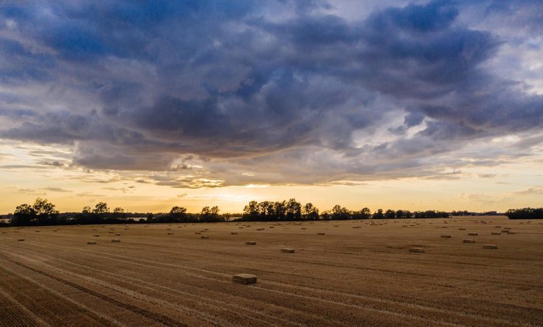 agriculture, europe, poland, farm, nature, farmland, land, agro, field, aerial, drone, wheat, farming, sunset, crop, countryside, rural, natural, plant, ecology, organic, brown wheat