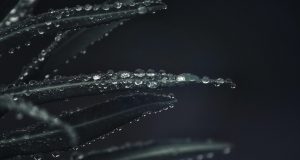 plant, leaves, rain, raindrop, waterdrop, water, green, close up, water pearls, grim, nature, rain, rain, rain, rain, rain