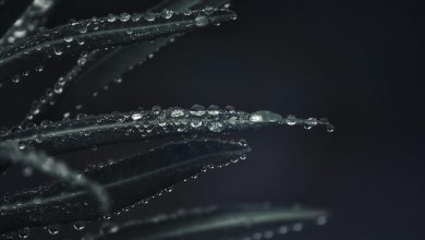 plant, leaves, rain, raindrop, waterdrop, water, green, close up, water pearls, grim, nature, rain, rain, rain, rain, rain