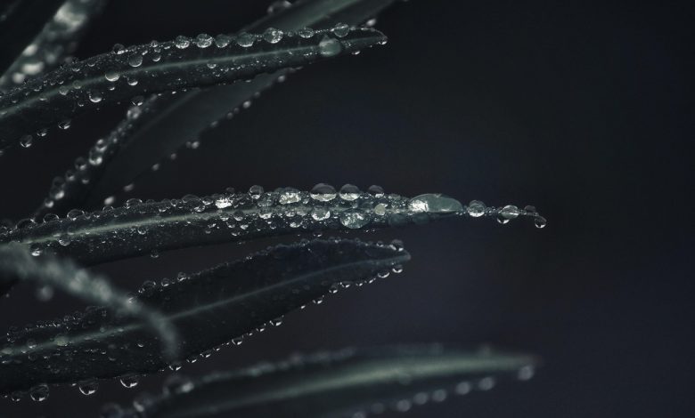 plant, leaves, rain, raindrop, waterdrop, water, green, close up, water pearls, grim, nature, rain, rain, rain, rain, rain