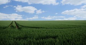 field mark, field, grain, wheat, fields, agriculture, cornfield, food, heaven, blue, clouds, structure, ear, nature, summer