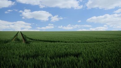 field mark, field, grain, wheat, fields, agriculture, cornfield, food, heaven, blue, clouds, structure, ear, nature, summer