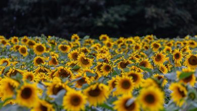 flower, sunflower, petals, field of sunflowers, beautiful flowers, wild sunflower, bloom, flower wallpaper, nature, plant, field, flower background, flora, outdoors