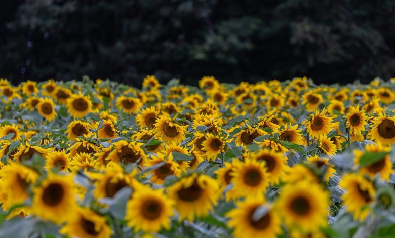 flower, sunflower, petals, field of sunflowers, beautiful flowers, wild sunflower, bloom, flower wallpaper, nature, plant, field, flower background, flora, outdoors