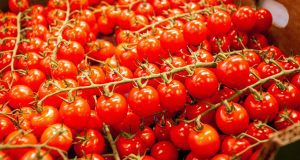 tomatoes, fresh, ripe, cherry tomates, harvest, produce, organic, fresh tomatoes, red tomatoes, vegetables, food, healthy
