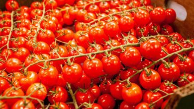 tomatoes, fresh, ripe, cherry tomates, harvest, produce, organic, fresh tomatoes, red tomatoes, vegetables, food, healthy