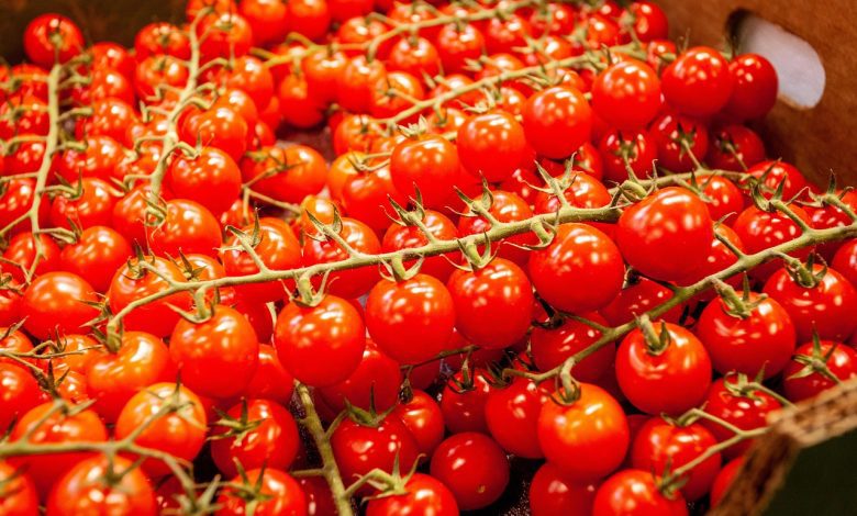 tomatoes, fresh, ripe, cherry tomates, harvest, produce, organic, fresh tomatoes, red tomatoes, vegetables, food, healthy