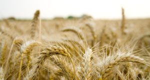 field, farm, grain, organic, paddy, natural, ripe, paddy, paddy, paddy, paddy, paddy