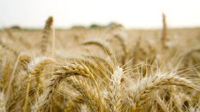 field, farm, grain, organic, paddy, natural, ripe, paddy, paddy, paddy, paddy, paddy