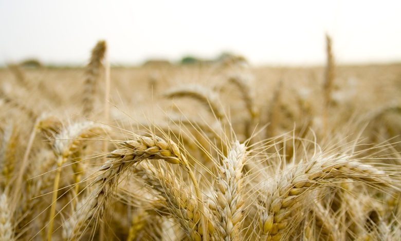 field, farm, grain, organic, paddy, natural, ripe, paddy, paddy, paddy, paddy, paddy