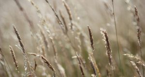 grass, meadow, field, summer, wild grain, stalks, nature, summer, nature, nature, nature, nature, nature
