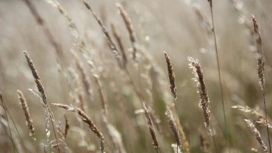 grass, meadow, field, summer, wild grain, stalks, nature, summer, nature, nature, nature, nature, nature