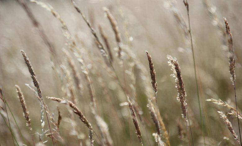 grass, meadow, field, summer, wild grain, stalks, nature, summer, nature, nature, nature, nature, nature