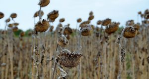sunflower, mature, dry, withered, field, seeds, drought, withered, drought, drought, drought, drought, drought