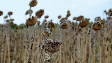 sunflower, mature, dry, withered, field, seeds, drought, withered, drought, drought, drought, drought, drought