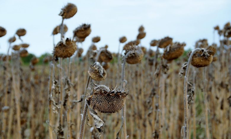 sunflower, mature, dry, withered, field, seeds, drought, withered, drought, drought, drought, drought, drought