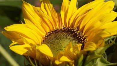 sunflower, bloom, 4k wallpaper 1920x1080, desktop backgrounds, flower background, plants, beautiful nature, garden, blooming sunflower, full hd wallpaper, free background, free wallpaper, flower, 4k wallpaper, nature wallpaper, hd wallpaper, wallpaper 4k, cool backgrounds, yellow flower, nature, flower wallpaper, floral background, mac wallpaper, flora, beautiful wallpaper, wallpaper hd, ornamental plant, close up, angiosperms, nature background, windows wallpaper, sunny color, beautiful flowers, lemon, laptop wallpaper, summer, wallpaper